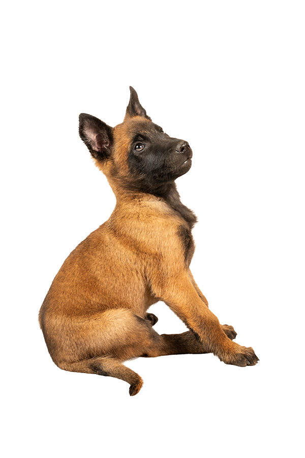 Fotografia perro cachorro en bogota colombia por pneuma