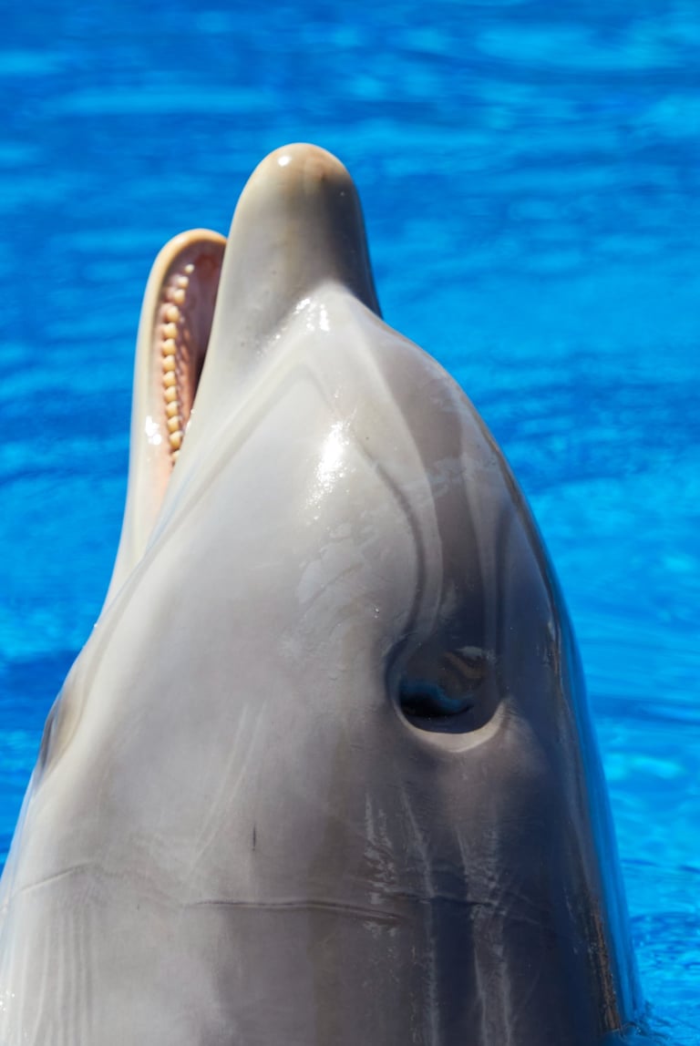 GORIGO Mundomar a dolphinfish in the water with its mouth open