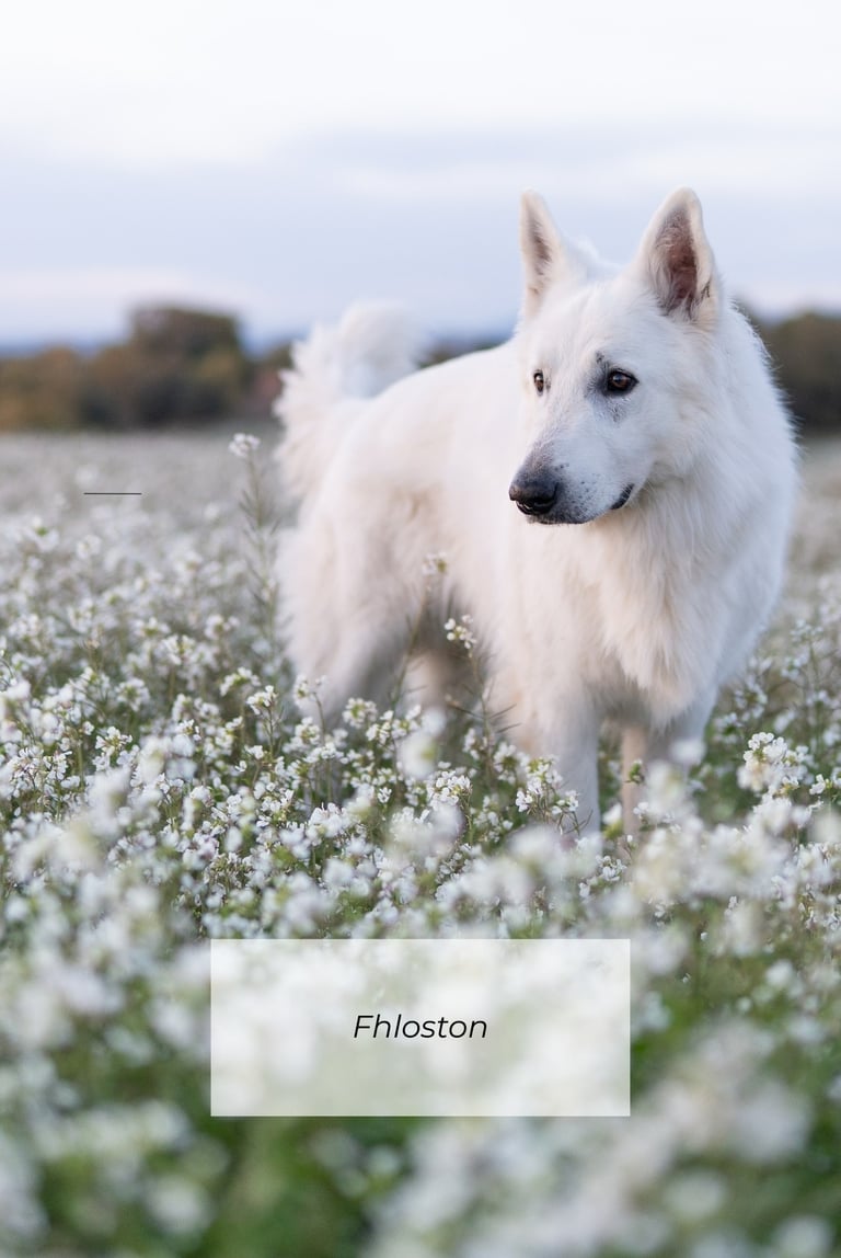 Berger blanc suisse dans un champ de fleurs en Provence, photo naturelle et lumineuse en extérieur