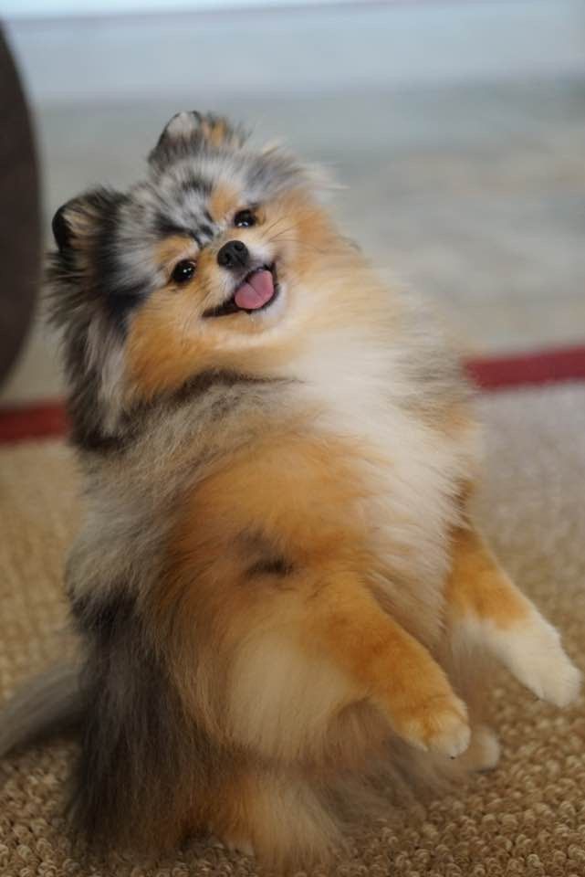 pomerania en venta buenos aires