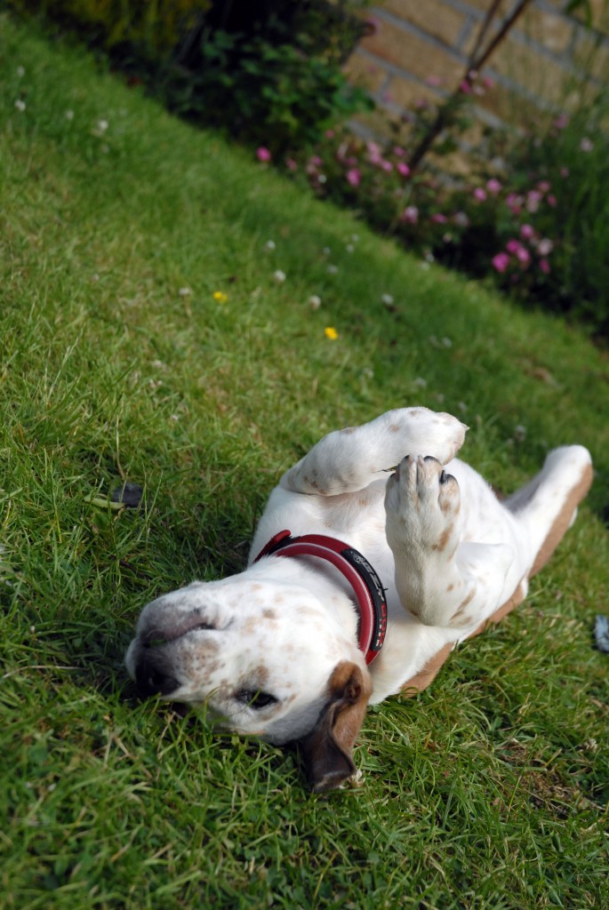 A puppy dog lying on its back on grass