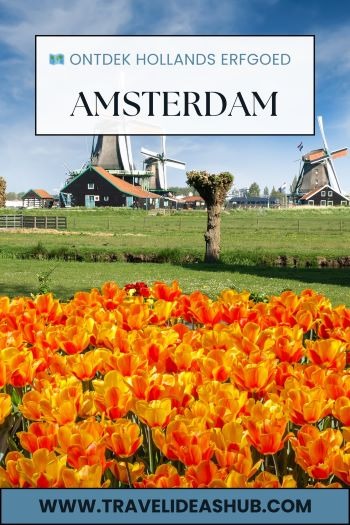 a field with orange tulips and windmill