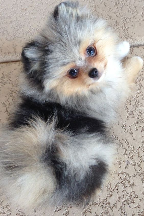 cachorro pomerania en venta argentina
