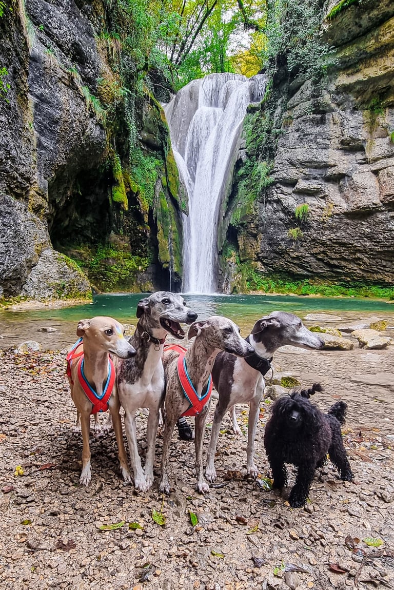 Chiens devant une cascade