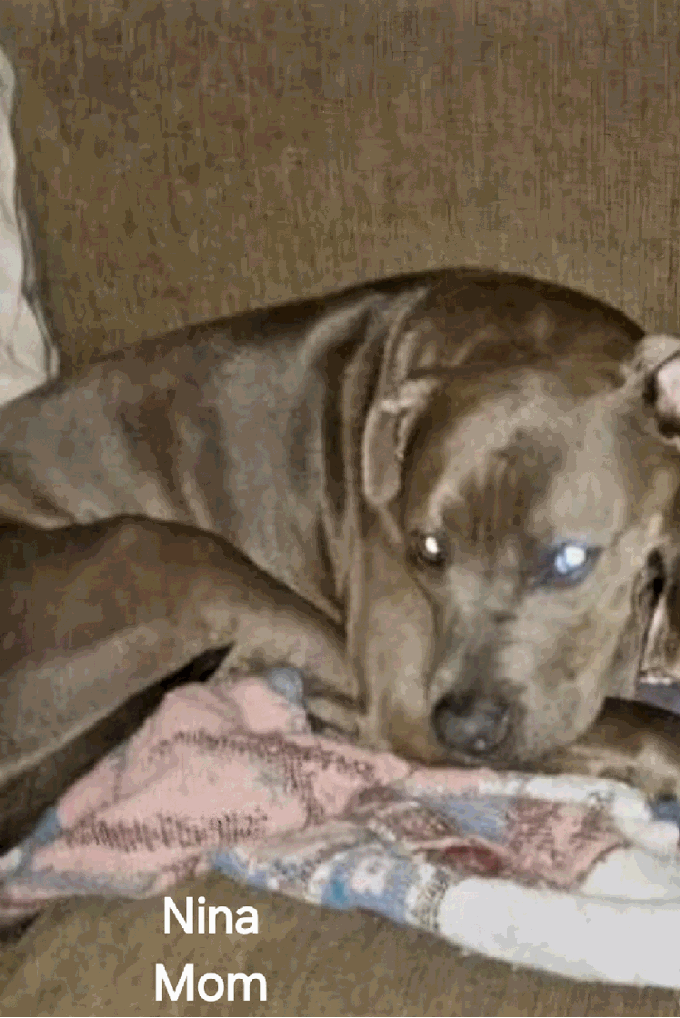 Brown dog with light blue eyes rests on a tan couch, lying next to a multicolored blanket. 