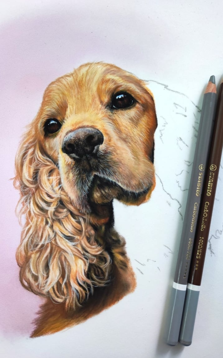a pastel drawing of a cockerspaniel dog 