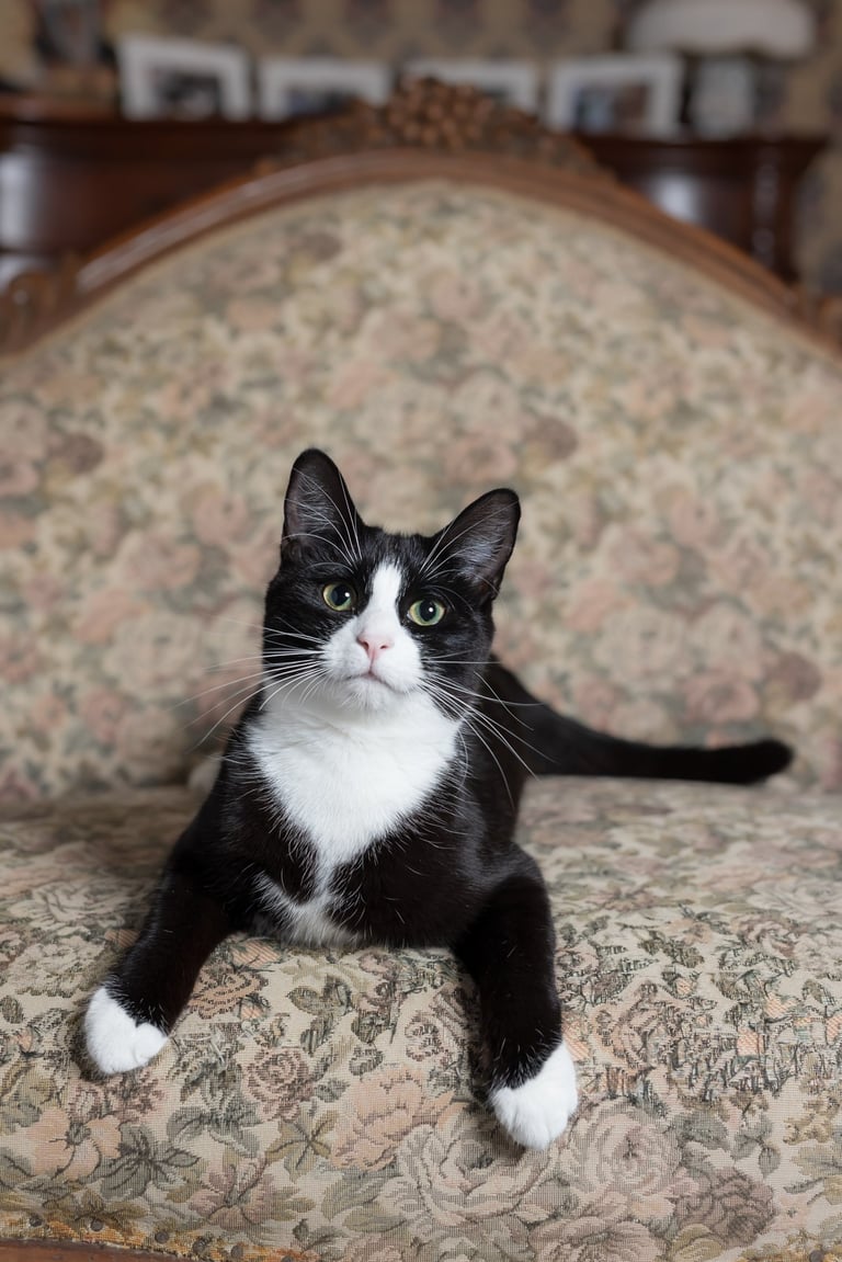 Black and white cat with a pink nose