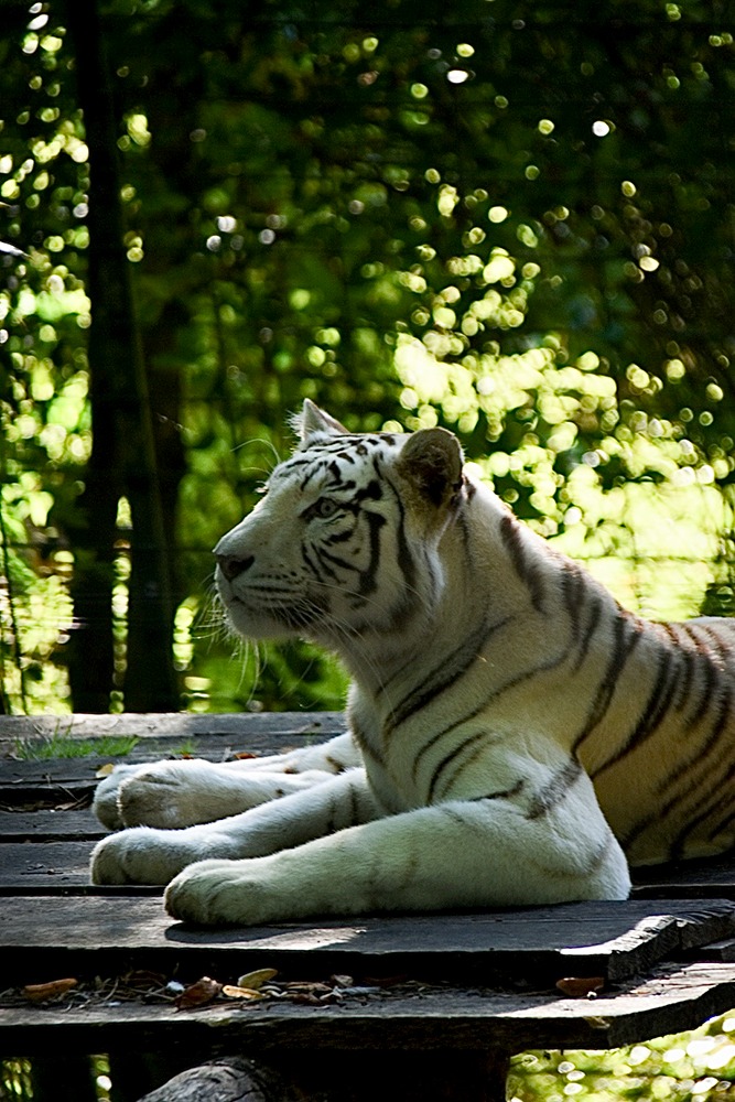 Tigre blanc au ZooParc de Beauval