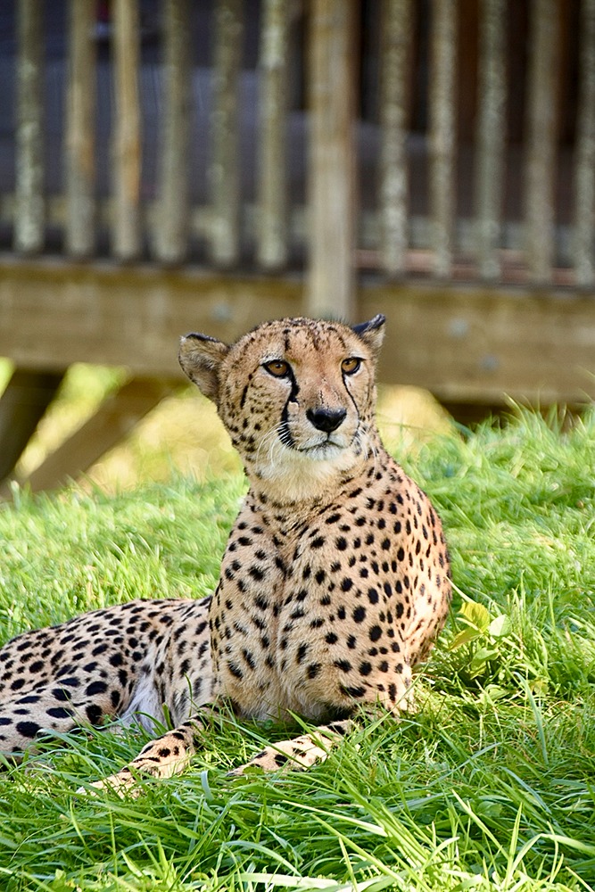 Guépard au ZooParc de Beauval