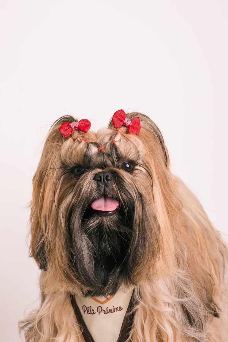 a dog with a bandheadannaise on it's 