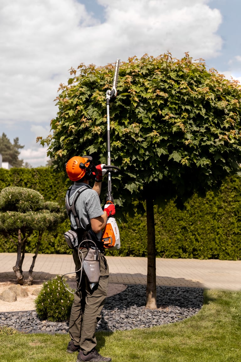 Klevų formavimas, kirpimas