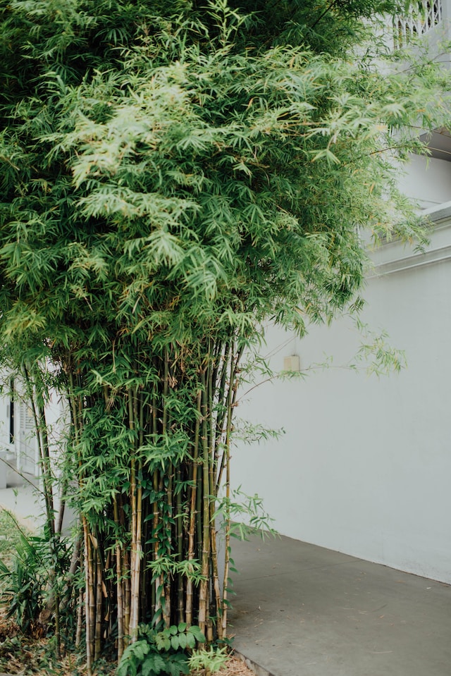 tall ornamental Bamboo with small leaves and thin stems