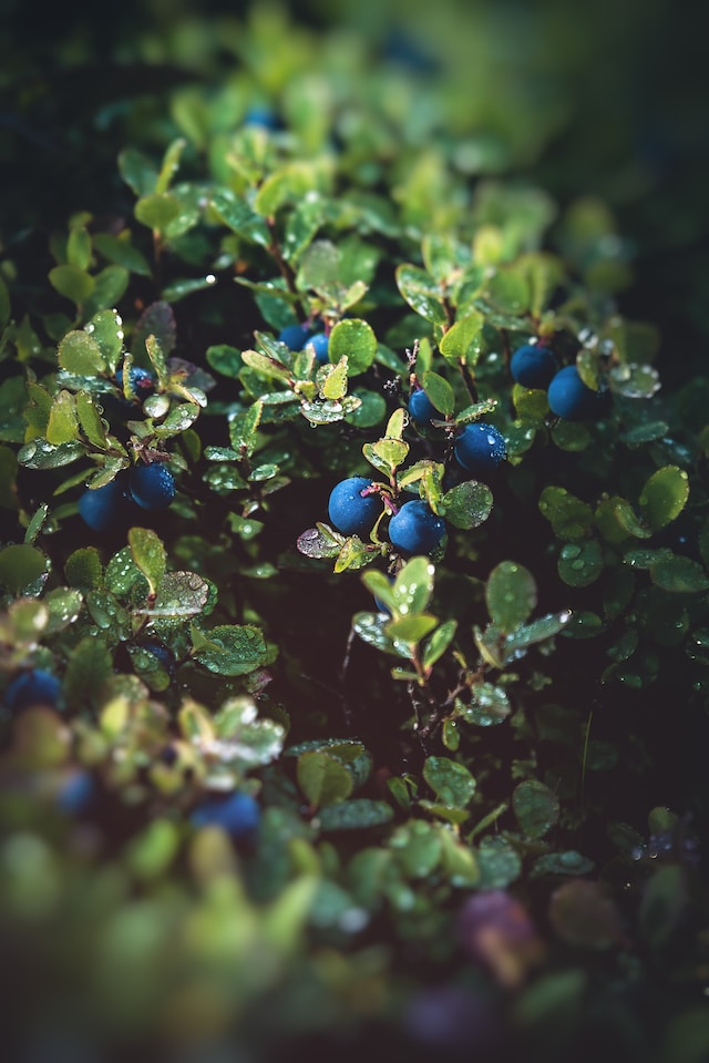 a blueberry plant with small leaves and bue berries