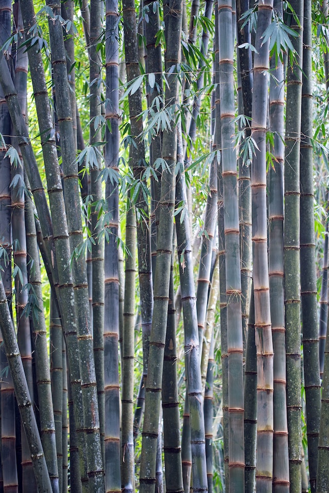 multiple Blue Bamboo Steams with a few leafes