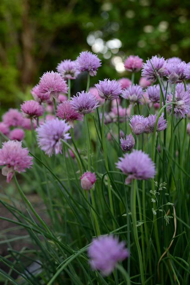 a lawn with flowering Chive plants