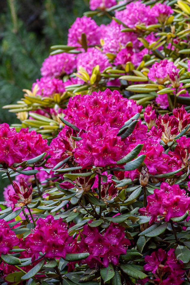 a flowering shade evergreen bush called Rhodendron