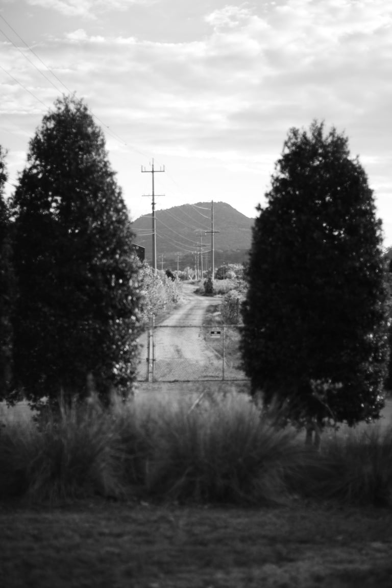 Black and white landscape of a gated gravel path leading toward a mountain peak through evergreen trees.