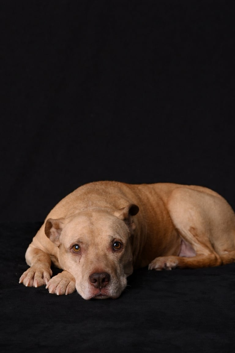 Tan pit bull terrier mix dog lying down on a black background during a professional pet photoshoot.