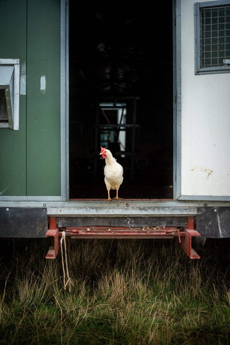 organic pasture raised chicken
