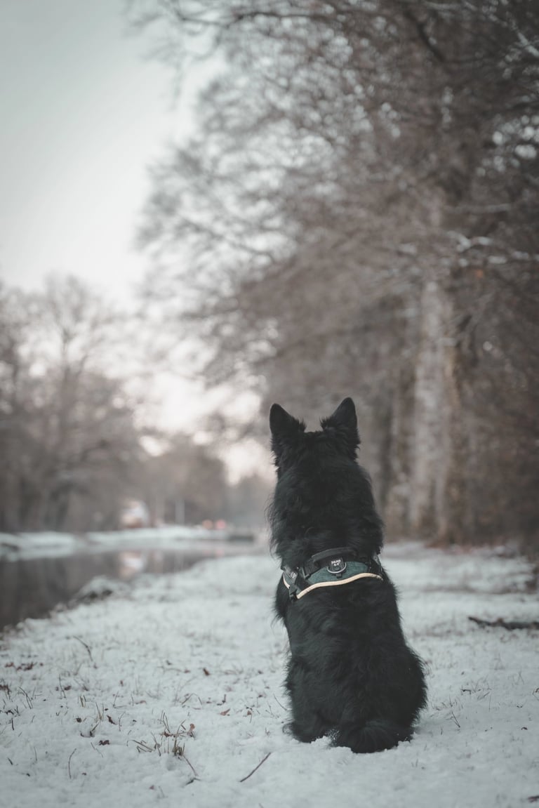 Un chien découvre son univers sous la neige