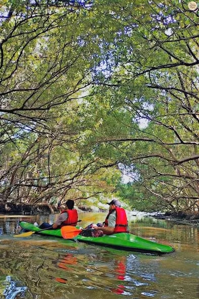 Boat gliding through dense mangroves in Pondicherry.
