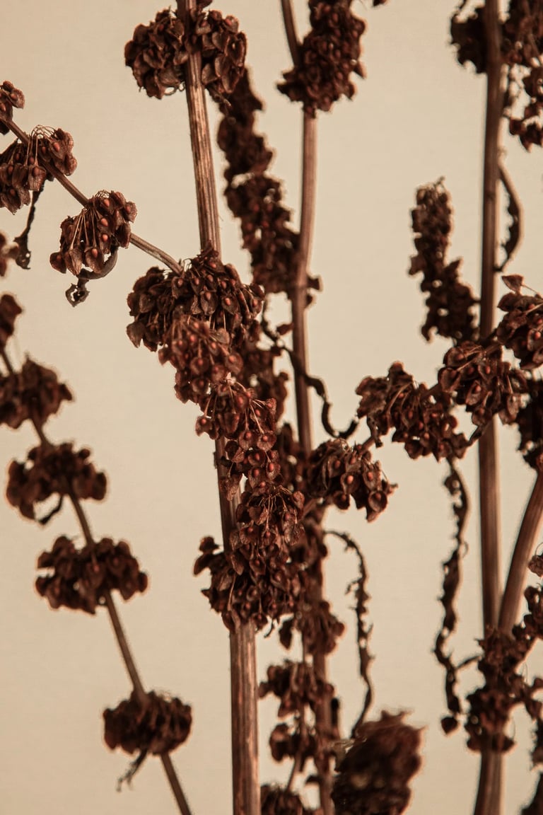 Fotografia detalu: tekstura suszonych roślin w ciepłym świetle.