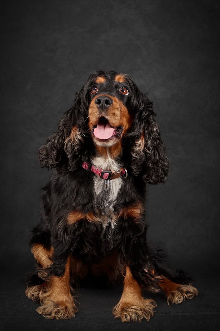 Black and tan English Cocker Spaniel with long wavy ears sitting against a dark background.