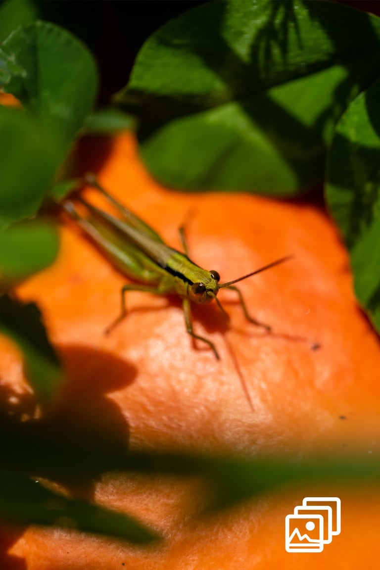 a grasshopper on a pumpkin