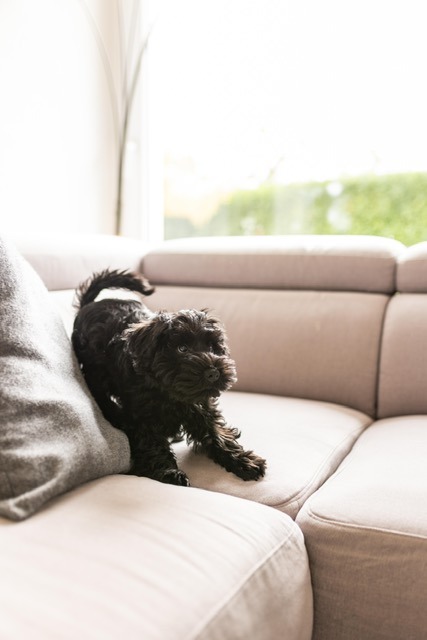 U'Marley des Diamants Noirs d'Also