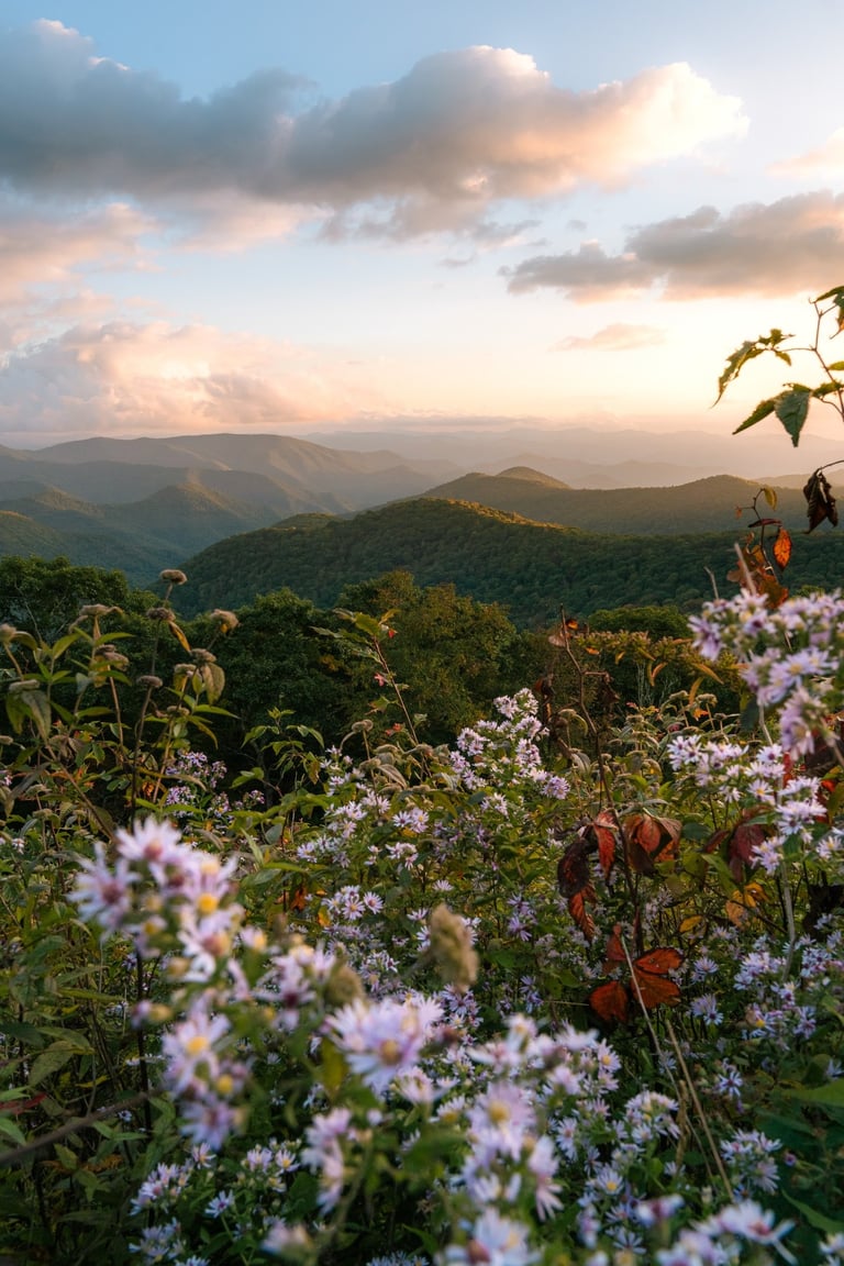 Purple wildflowers bloom at sunset with scenic views of the Blue Ridge Mountains in the background.