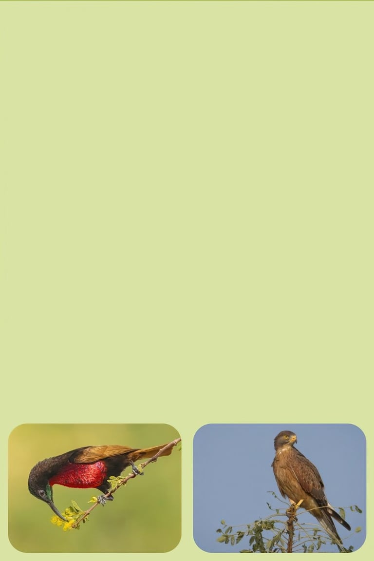 vogelfotografie rondreis gambia en senegal focus op target vogels