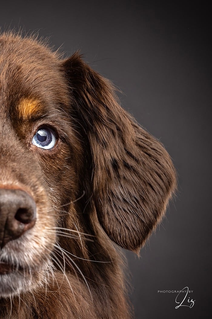 blue eyed dog close up