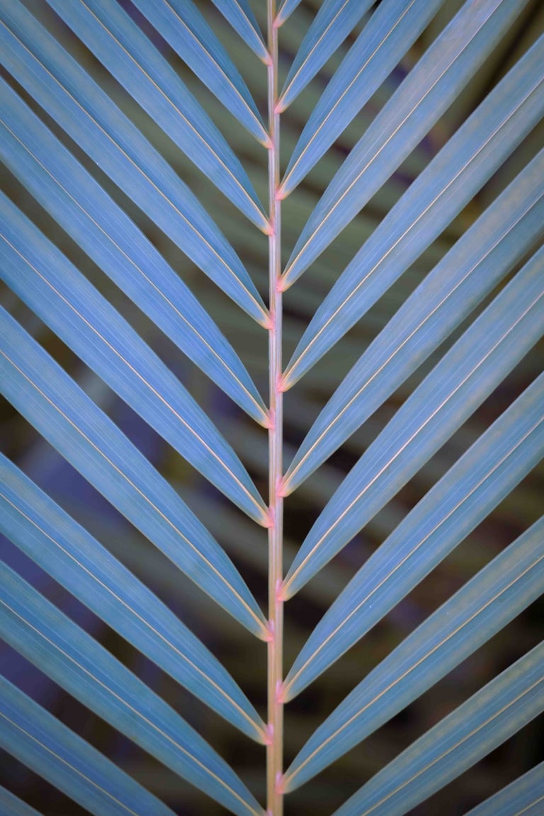 Vibrant shot of a plant in shades of purple and blue.