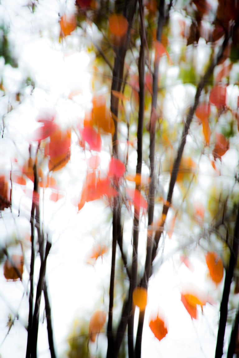 a tree with red leaves on it