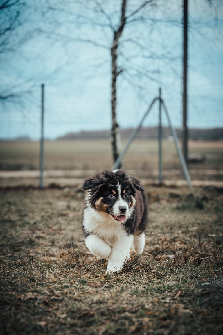 šuniukas bėga pas trenerį