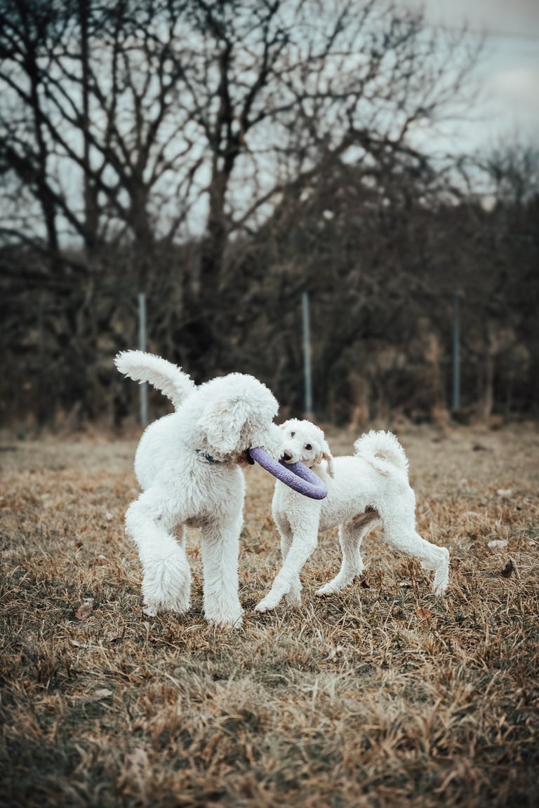 šunys žaidžia su žaislu