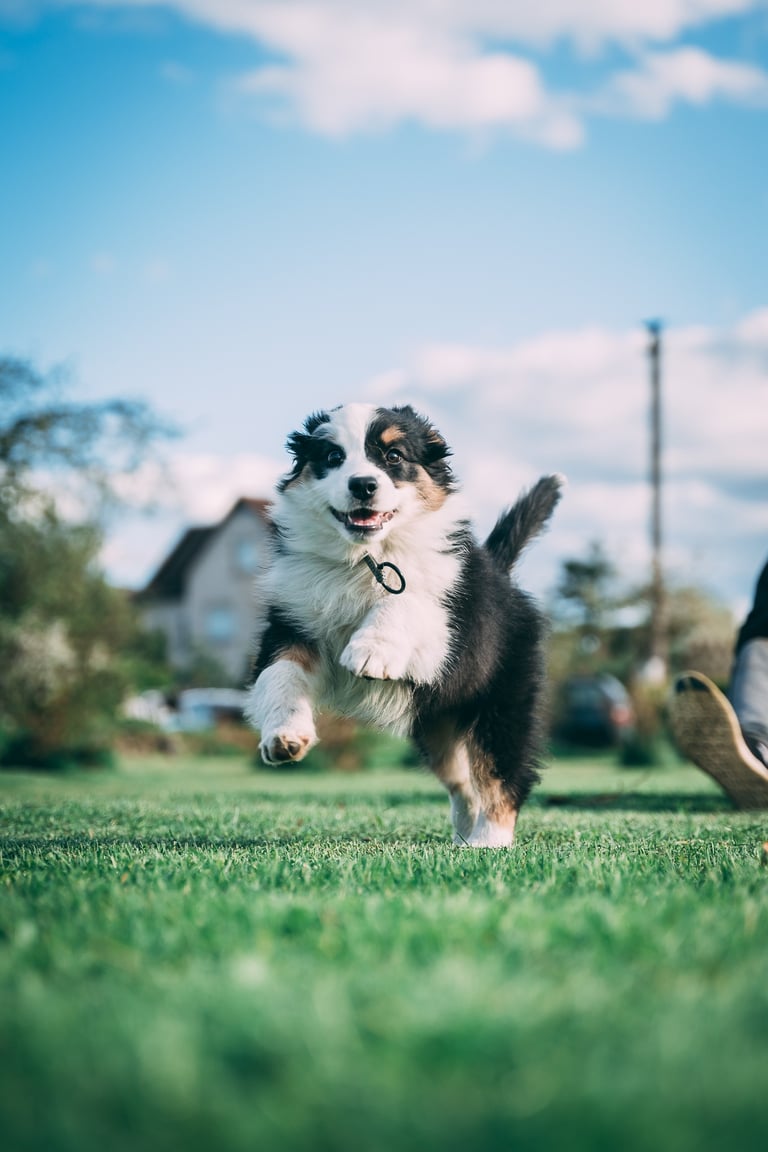 šuniukas bėga pas trenerį