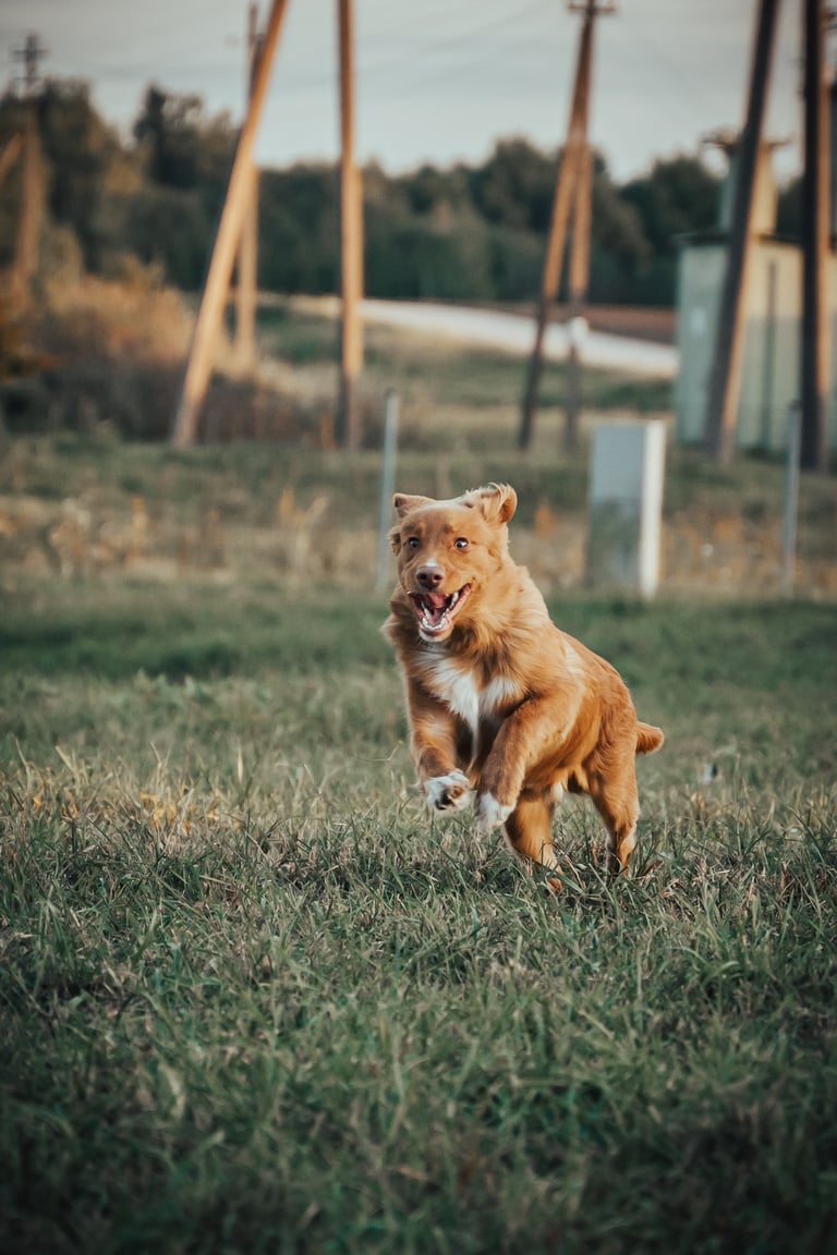 šuo bėga paimti žaislo