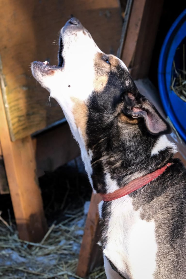 éducateur canin chien