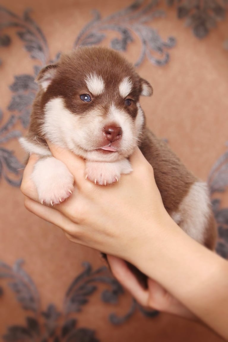 Huskywelpe rot-weiß mit bernsteinfarbigen Augen.