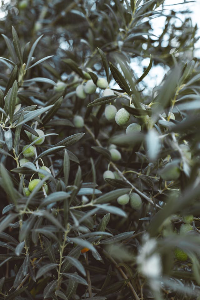 Fresh green olives growing on silver-green leaves of an olive tree branch in a grove.