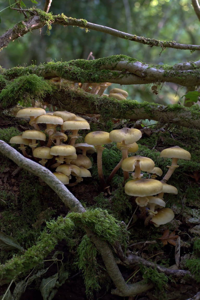 "Profile of a Dying Tree" - Weston Big Wood, Portishead, England
