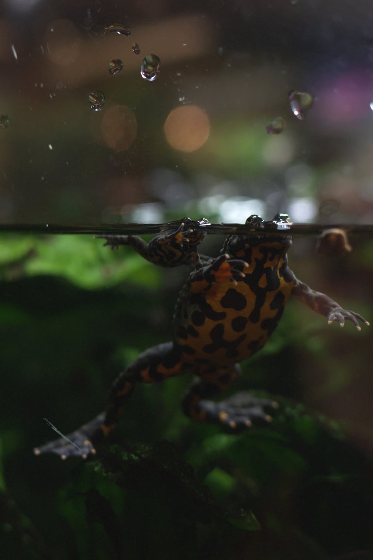"Family Resemblance" - Frogs at Vancouver Aquarium, Canada