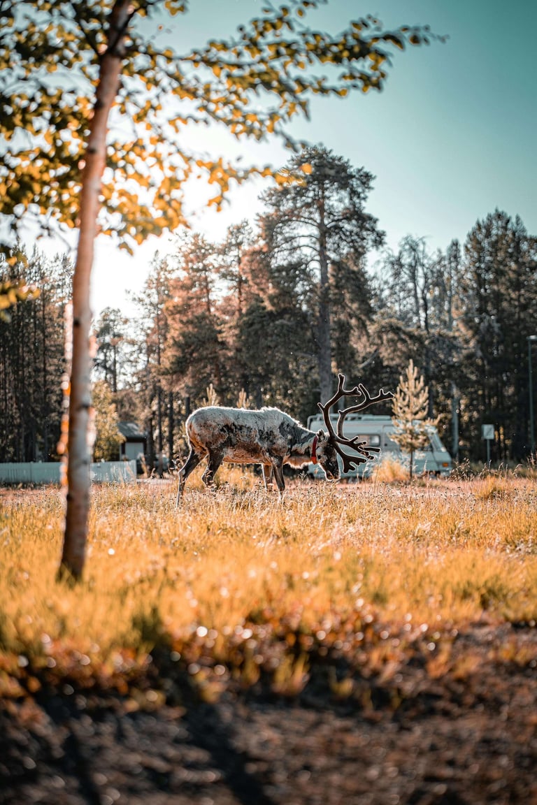 les-plus-belles-destinations-en famille-cerf-finlande