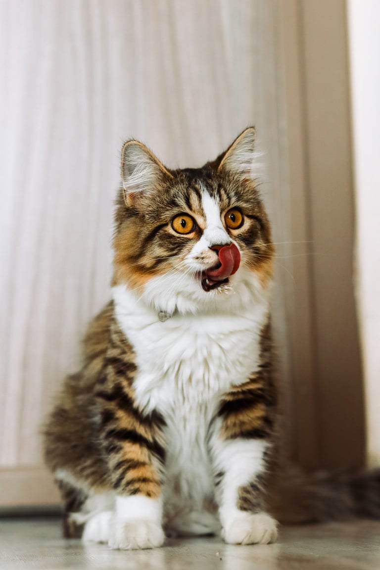 A fluffy brown and orange cat sitting and licking its nose.