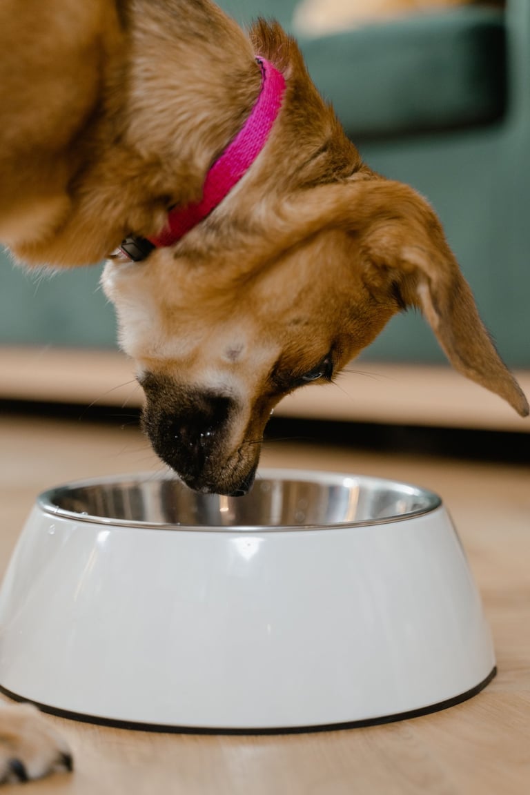 A small brown dog with a pink collar moving its face towards a bowl of food.