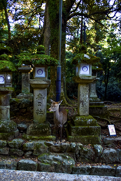 Une biche dans un sanctuaire