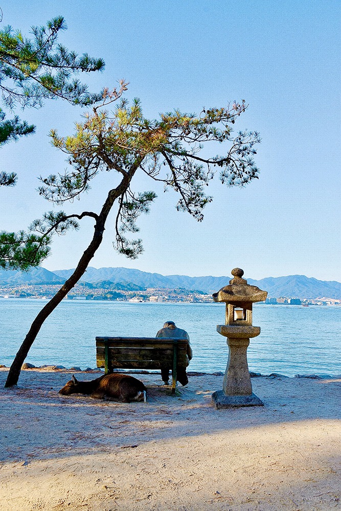 Un vieil homme sur un banc accompagné d'une biche sika au bord de l'eau