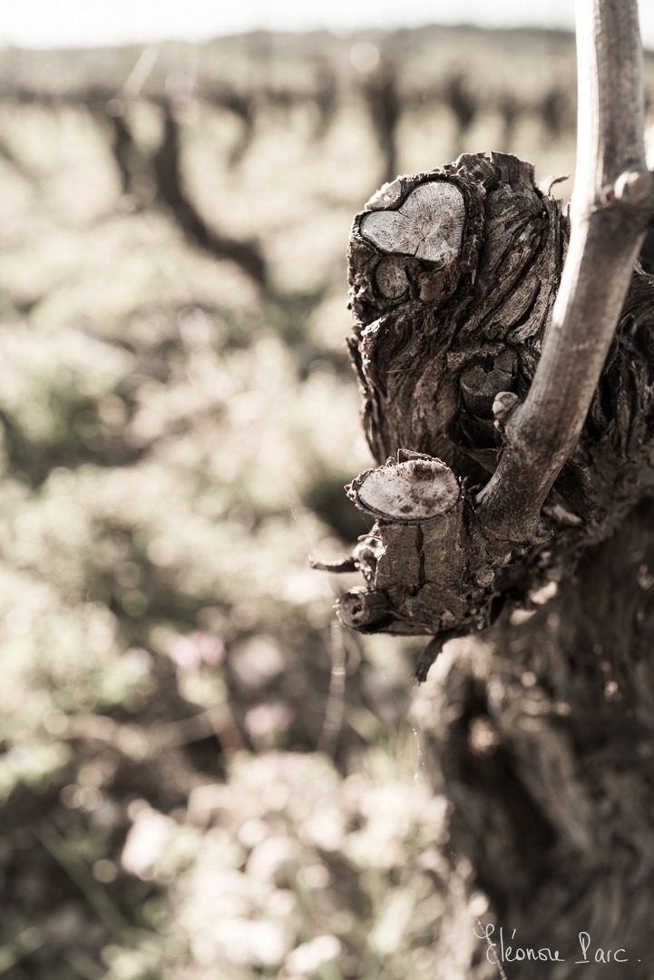 Cep de Vigne série Un Amour de Cep ref AC-03 ©Eléonore Parc