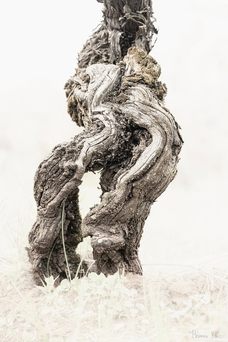 Cep sculptural enraciné sur ses deux jambes, photo d'art
